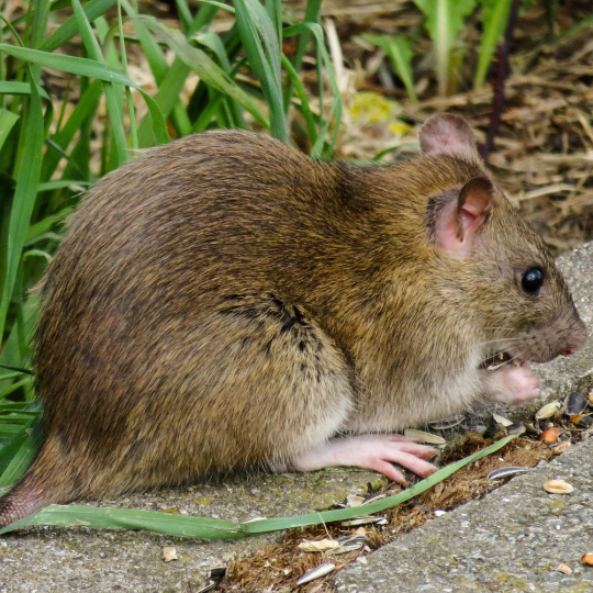 control de roedores en parques y jardines de ecuador