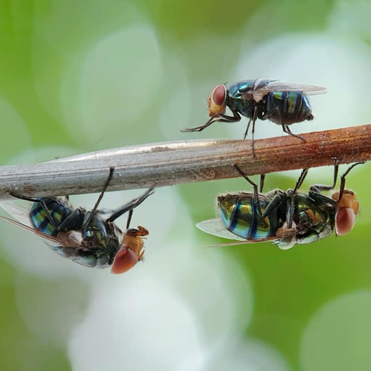 control de moscas en parques y jardines de ecuador