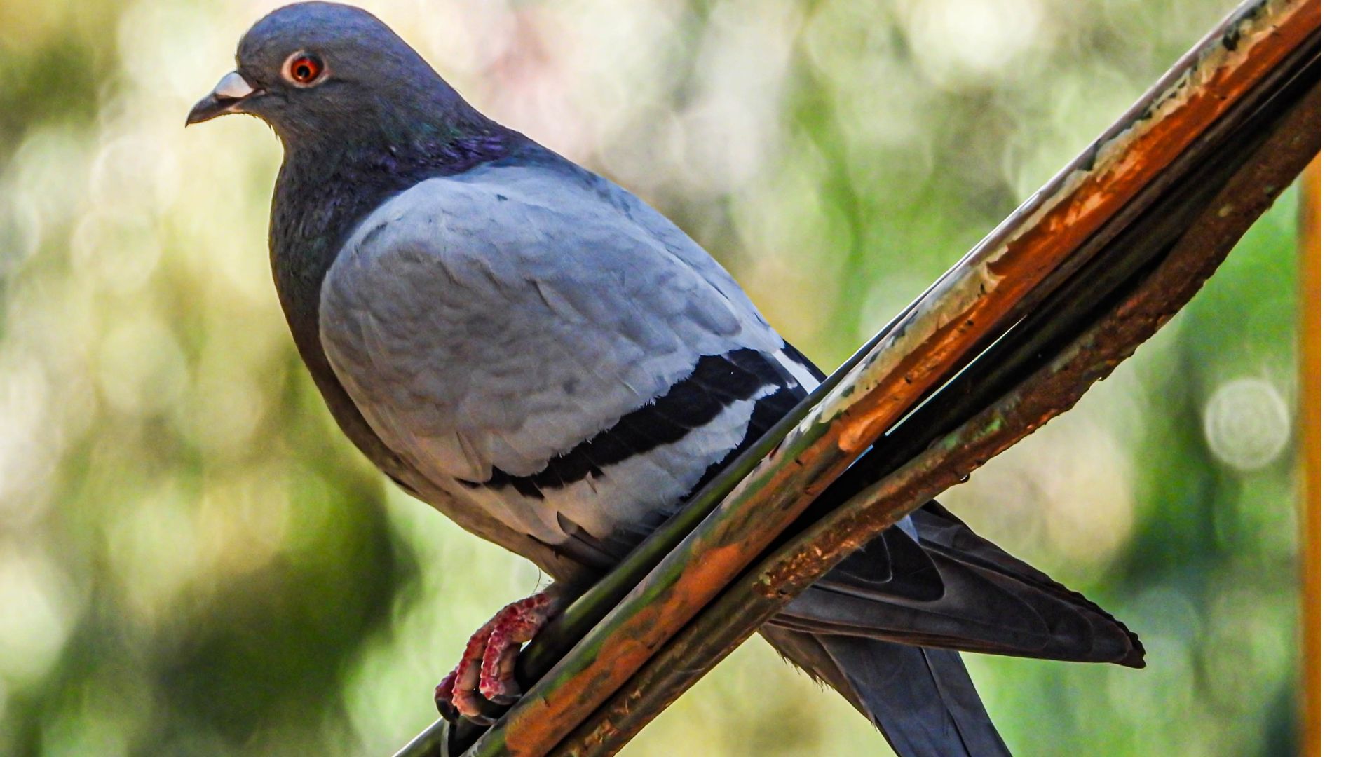 Productos para espantar palomas: Soluciones efectivas para tu hogar o negocio